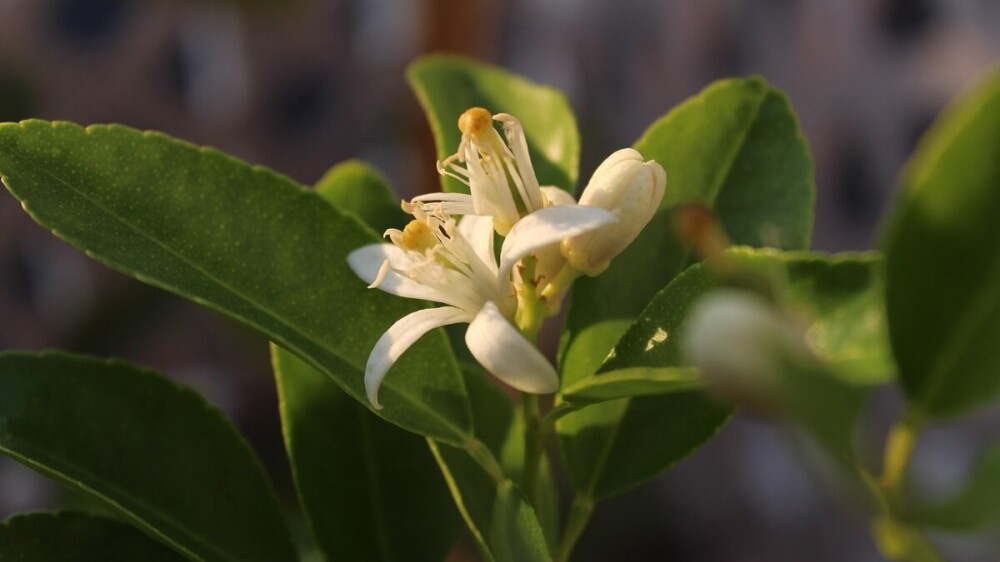 Cómo proteger los cítricos del estrés hídrico y térmico del invierno seco.jpg